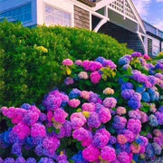 Blue Pink Purple Hydrangea Seeds