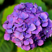 Blue Purple Hydrangea Seeds
