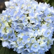 Blue White Hydrangea Seeds