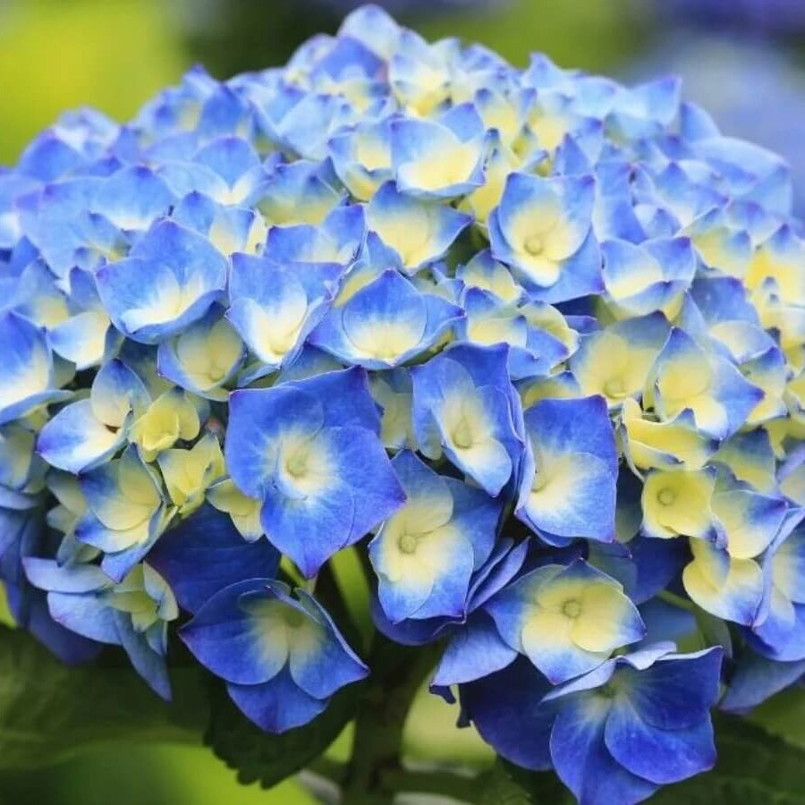 Blue Yellow Hydrangea Seeds