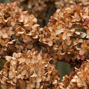 Brown Hydrangea Seeds