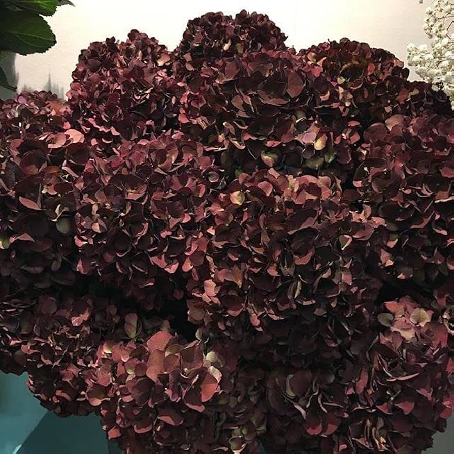 Chocolate Hydrangea Seeds