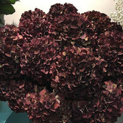 Chocolate Hydrangea Seeds