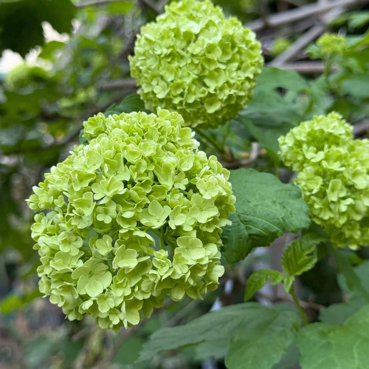 Dark Green Hydrangea Seeds