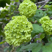 Dark Green Hydrangea Seeds