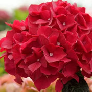 Deep Red Hydrangea Seeds