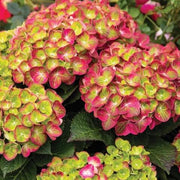 Green Pink Hydrangea Seeds
