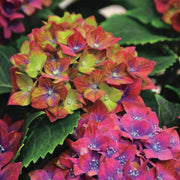 Green Red Hydrangea Seeds