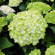 Green White Hydrangea Seeds