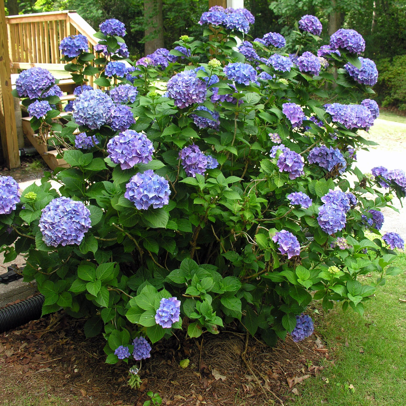 Hydrangea Seeds – Hydrangea macrophylla