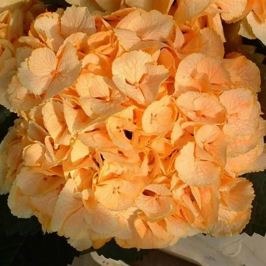 Light Orange Hydrangea Seeds
