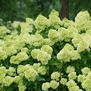 Little Lime Hydrangea Seeds
