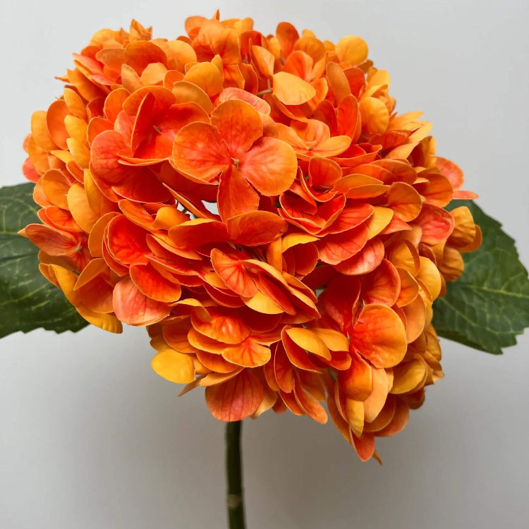 Orange Hydrangea Seeds