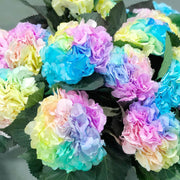Pastel Rainbow Hydrangea Seeds