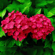 Pink Hydrangea Seeds