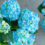 Sea Blue Hydrangea Seeds