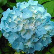Sky Blue Hydrangea Seeds