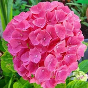 Thick Pink Hydrangea Seeds