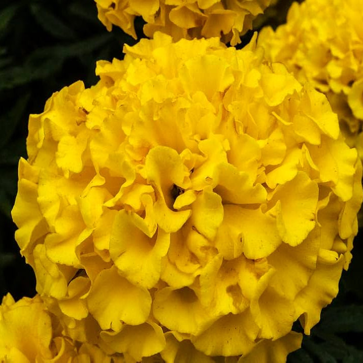 Thick Yellow Hydrangea Seeds