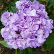 Violet Hydrangea Seeds