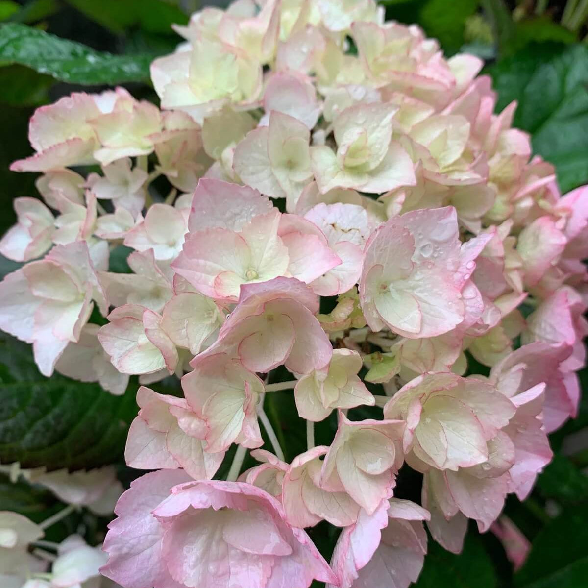 White Pink Hydrangea Seeds