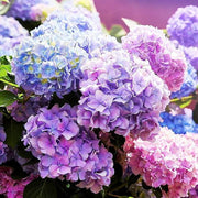 Wildflower Mix Hydrangea Seeds