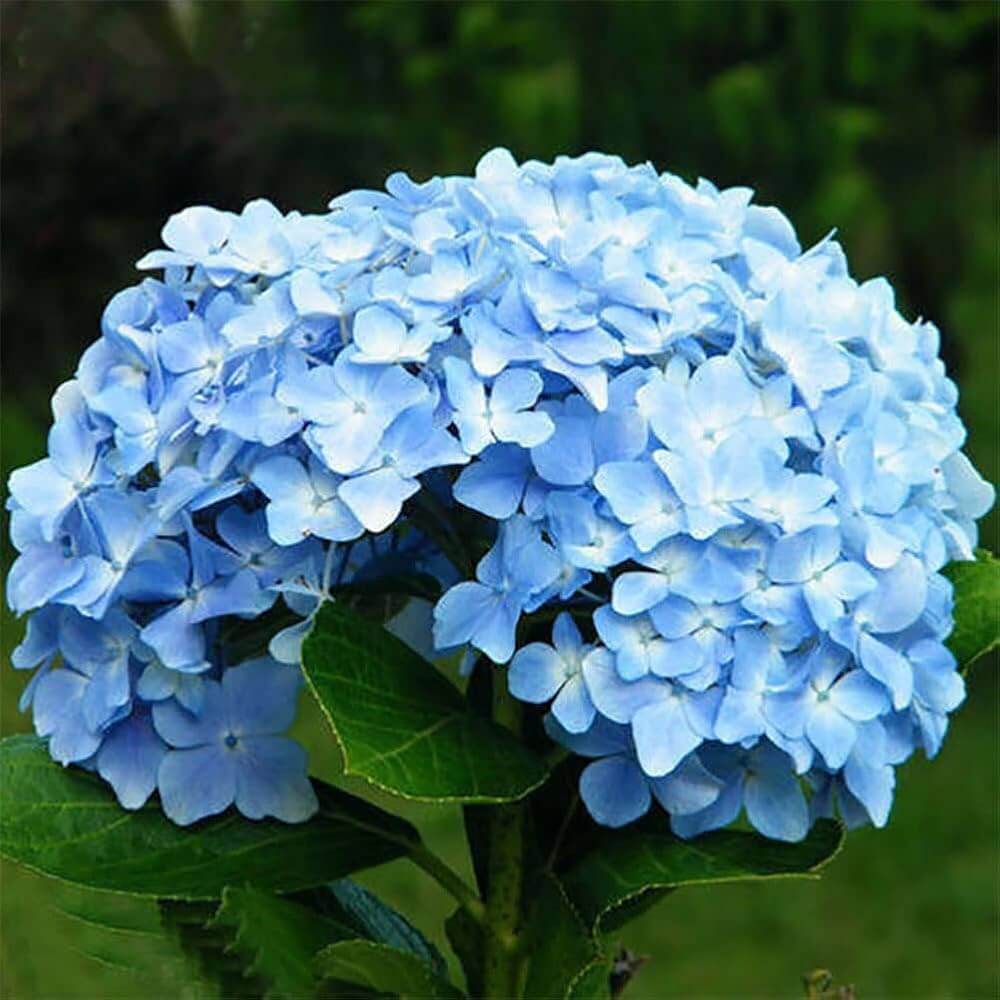 Sky Blue Hydrangea Seeds