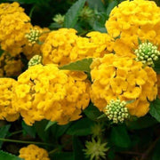 Thick Yellow Hydrangea Seeds