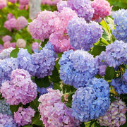 Wildflower Mix Hydrangea Seeds