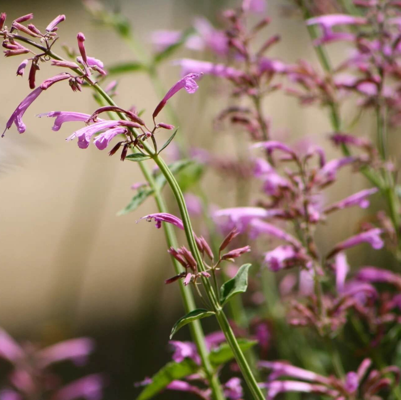 Agastache Mixed Hyssop Seeds, Herbal