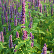 Heirloom Hyssop Seeds, Herbal