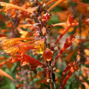 Orange Agastache Hyssop Seeds, Herbal