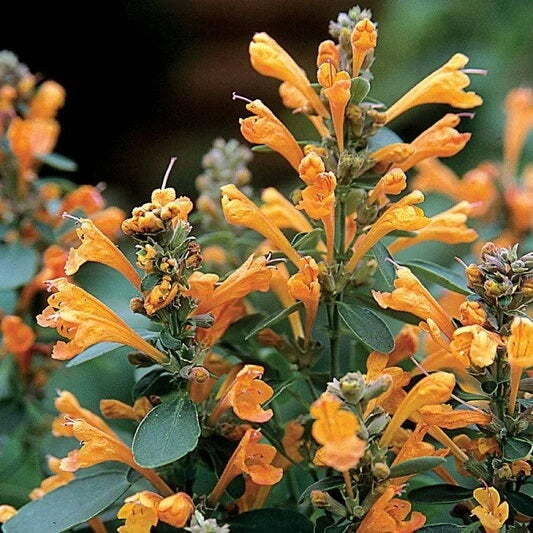 Orange Agastache Hyssop Seeds, Herbal