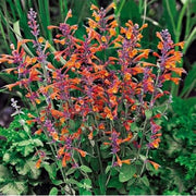 Agastache Mixed Hyssop Seeds, Herbal