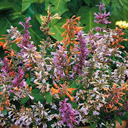 Agastache Mixed Hyssop Seeds, Herbal