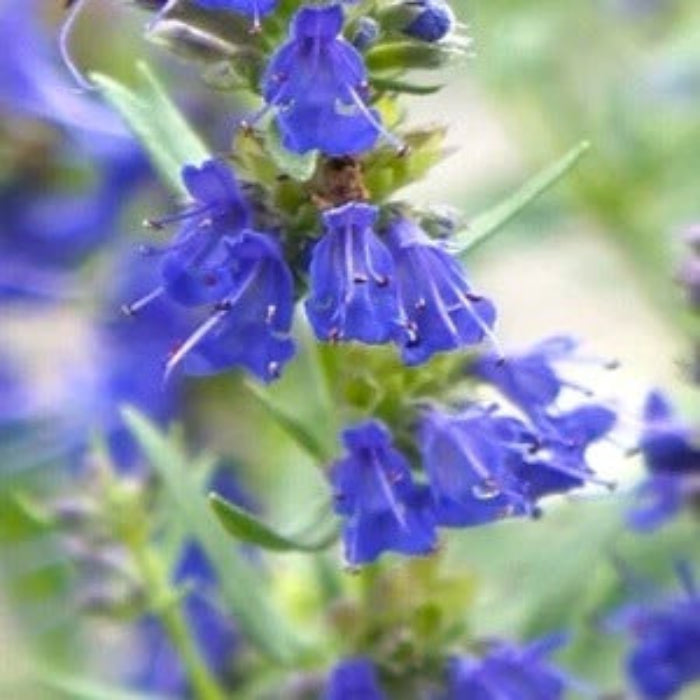 Blue Hyssop Seeds, Herbal