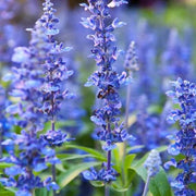 Blue Hyssop Seeds, Herbal