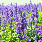 Blue Hyssop Seeds, Herbal