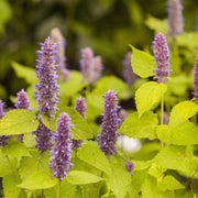 Heirloom Hyssop Seeds, Herbal