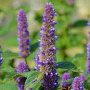 Heirloom Hyssop Seeds, Herbal