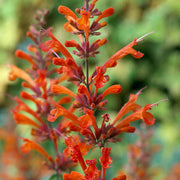 Orange Agastache Hyssop Seeds, Herbal