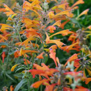 Orange Agastache Hyssop Seeds, Herbal
