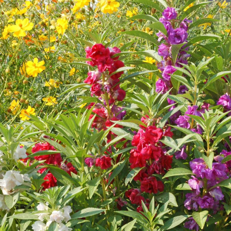 Wildflower Impatiens Seeds