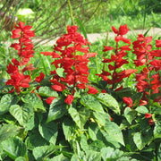 Salvia Red Scarlet Sage Seeds