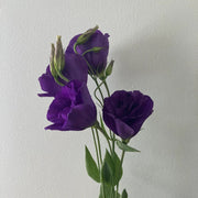 Long Lasting Lisianthus Seeds