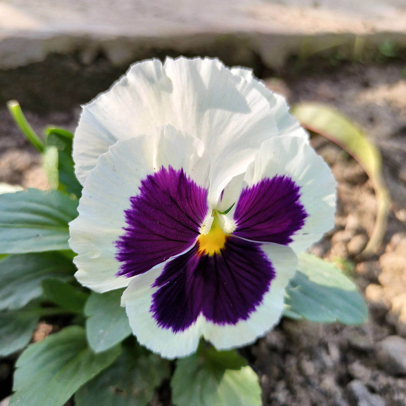 Purple White Pansy Seeds