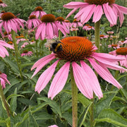 Coneflower Seeds - for Home Gardens Seeds