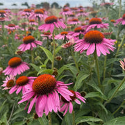 Long Lasting Echinacea Seeds