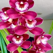 Nema Cymbidium Orchid Seeds