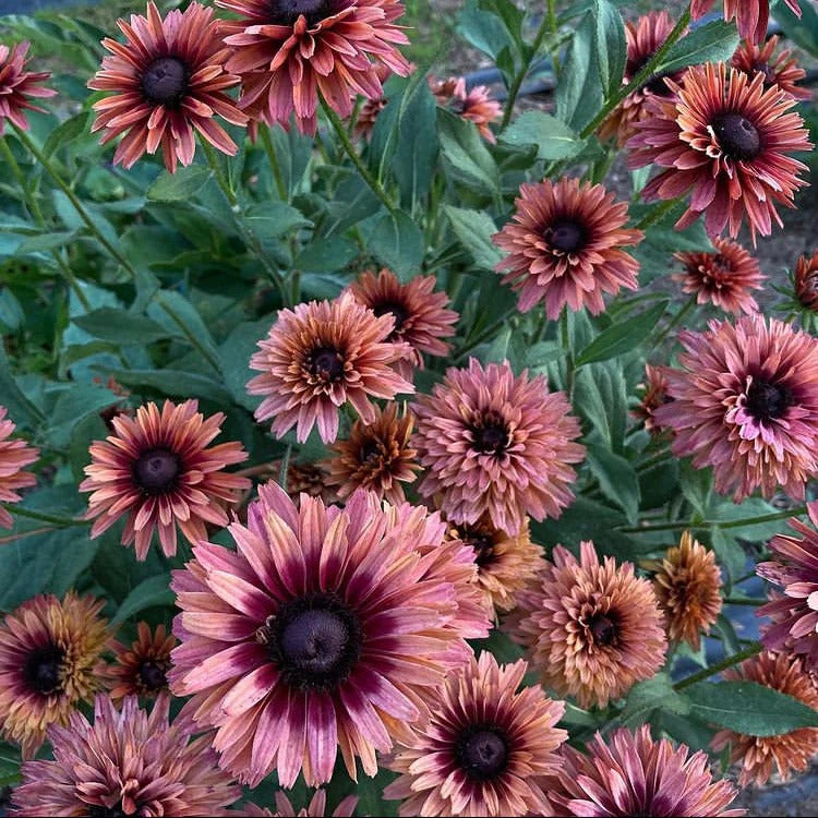 Hirta Sahara Rudbeckia Seeds